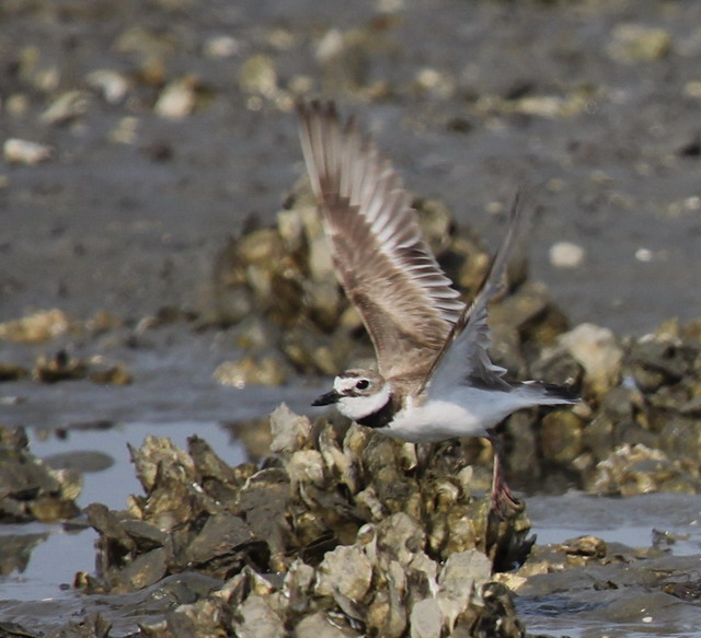 Wilson's Plovers
